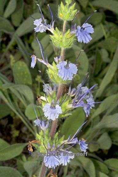 salvia sonomensis 8 graphic